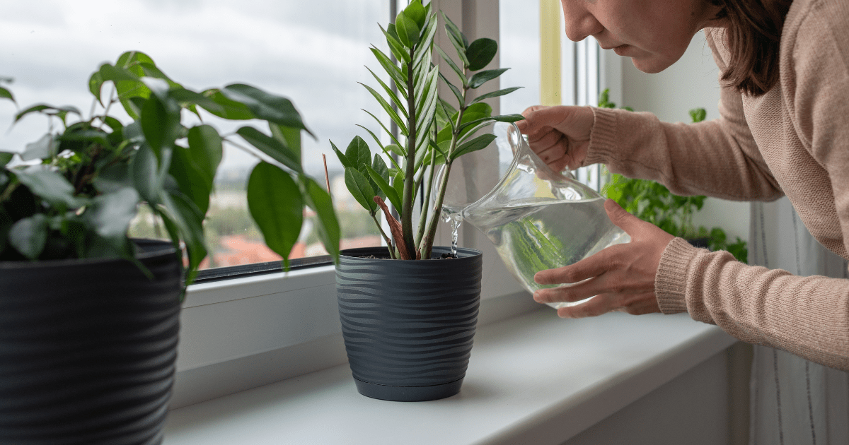 Flora Watering Your ZZ Plant Frequency and Best Practices