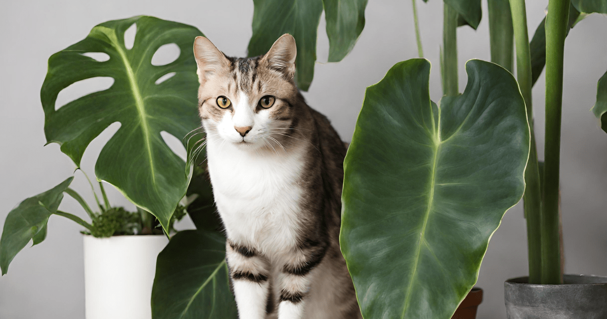 Flora Is Alocasia Toxic? Understanding the Risks to Cats and Dogs