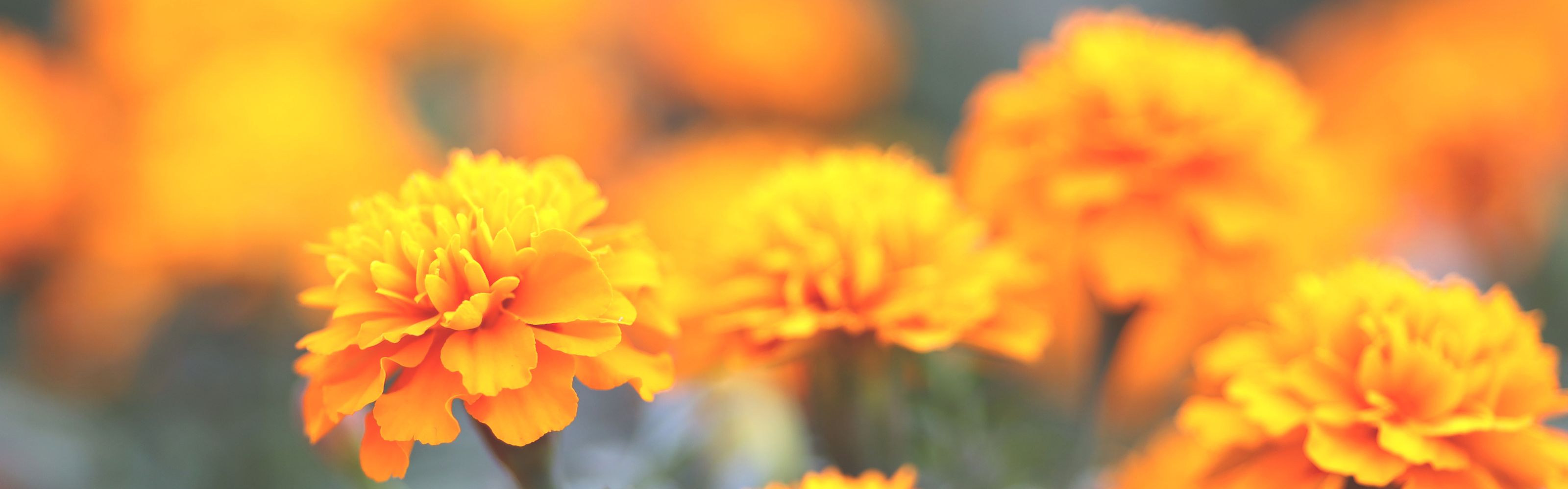 Death & Flowers in Different Cultures