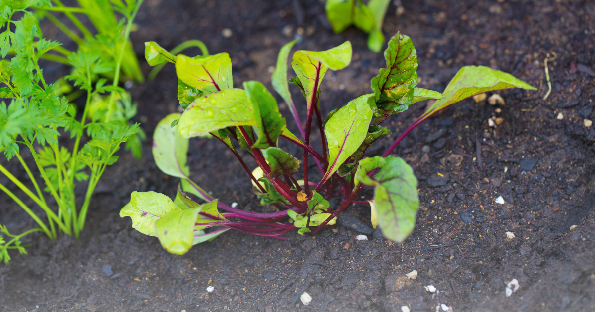 Flora How and When to Plant Beets for Optimal Growth