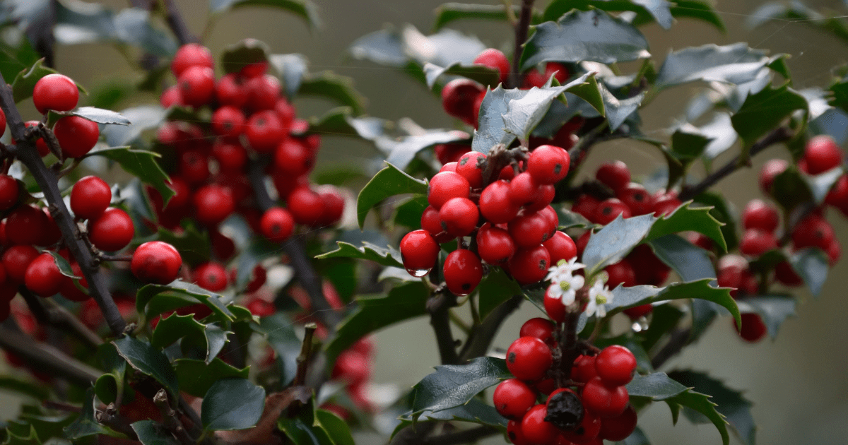 Flora Selecting Outdoor Christmas Plants for a Magical Winter Garden