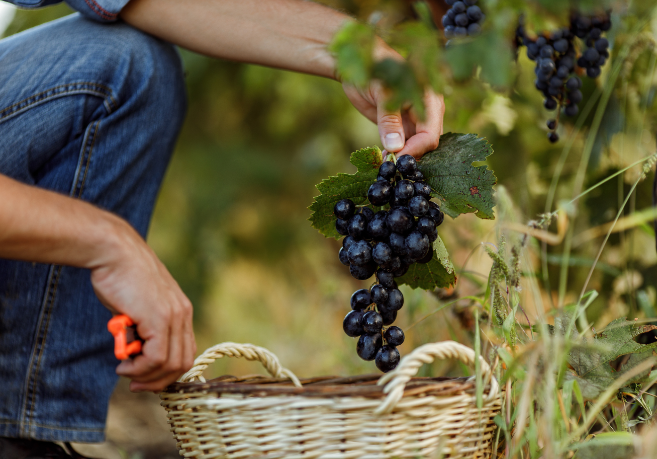 How to get a job at a winery Jora