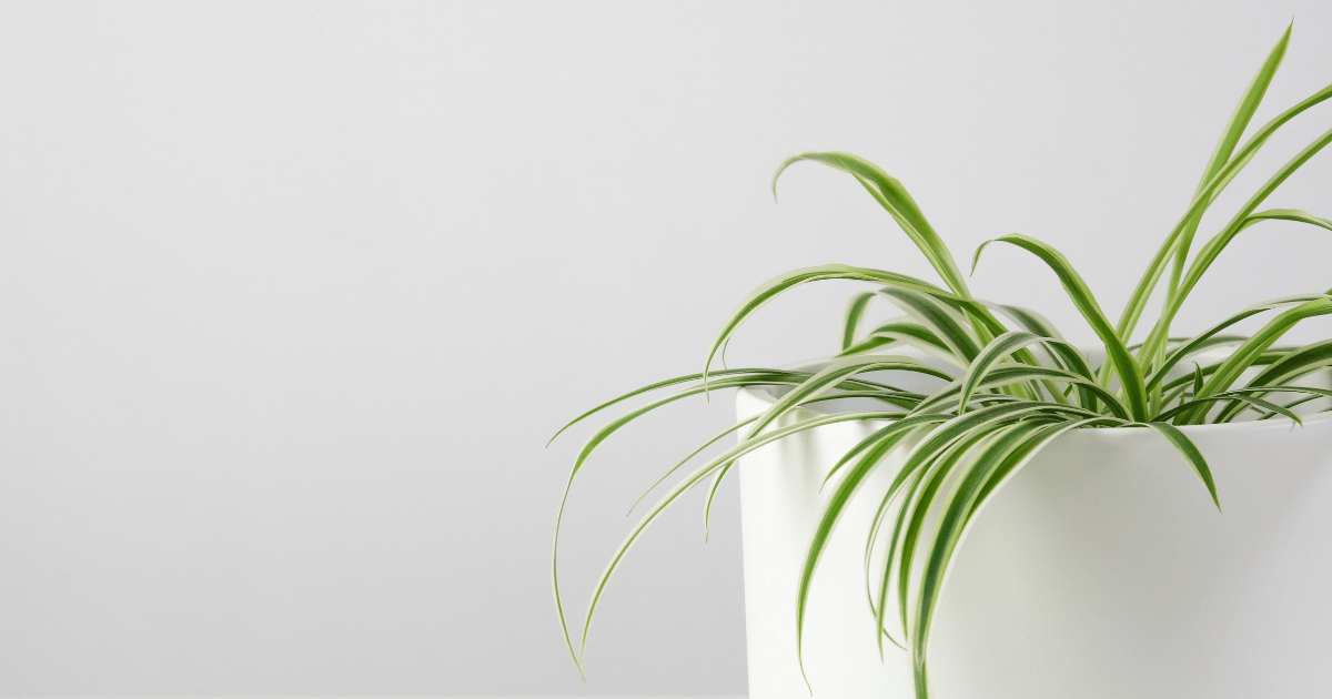 Flora 12 Best Houseplants For Clean Air
