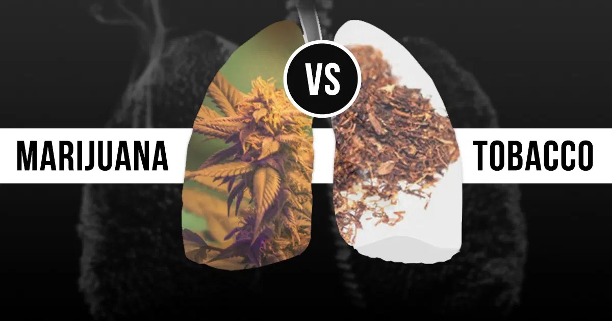 Smoking Weed VS Tobacco Which One is More Damaging to Your Health