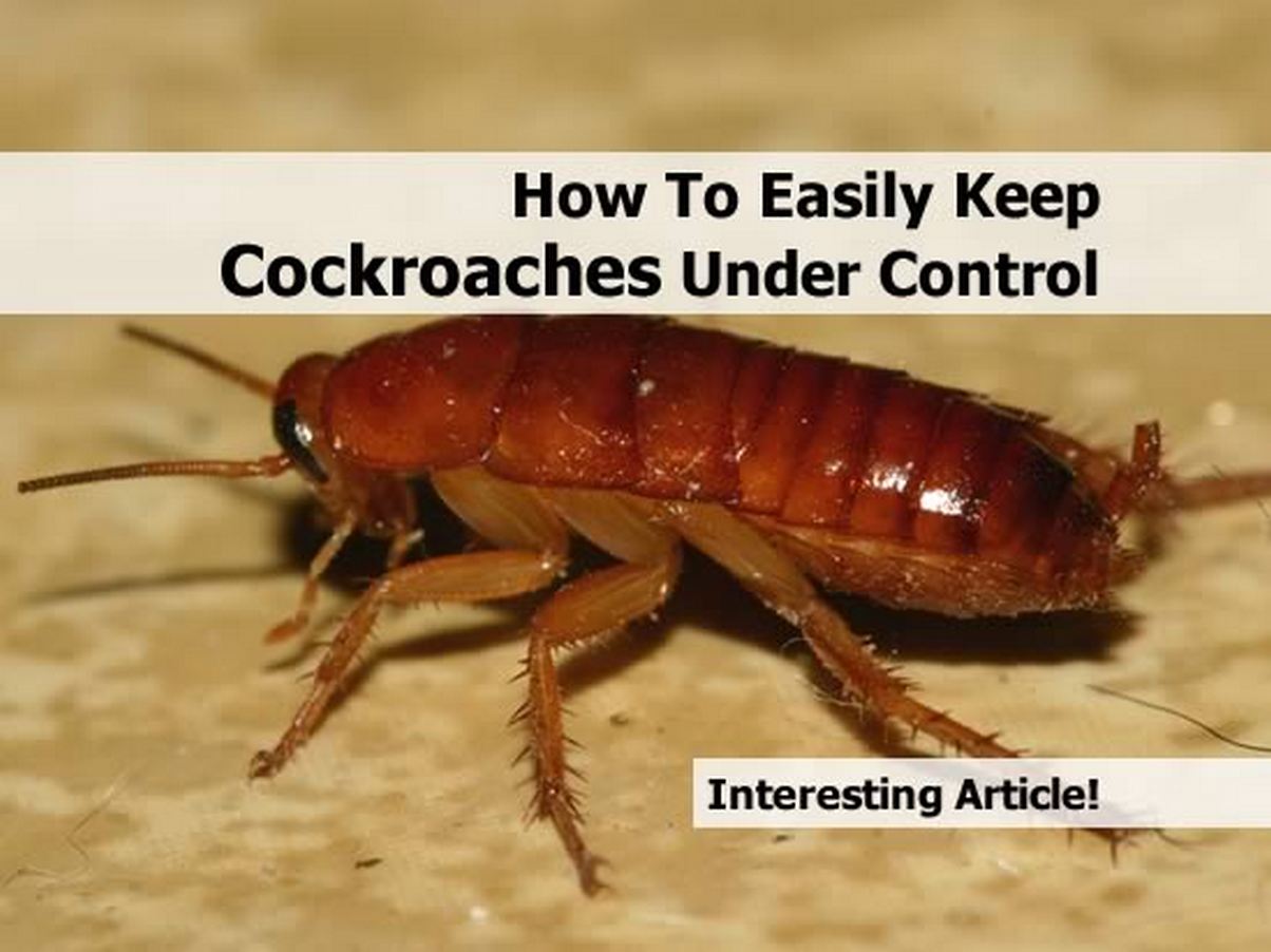 Where Do Bed Bugs Come From