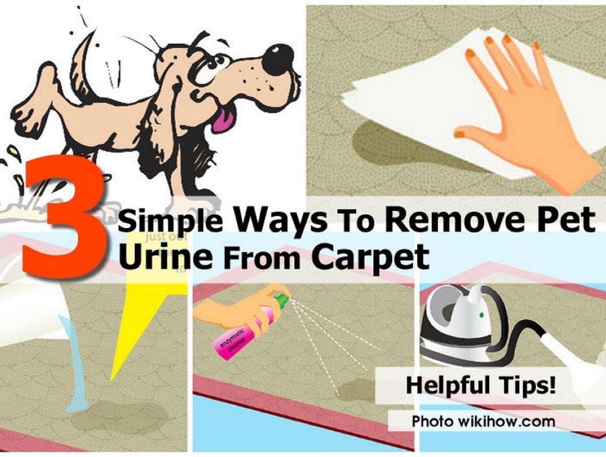 3 Simple Ways To Remove Pet Urine From Carpet