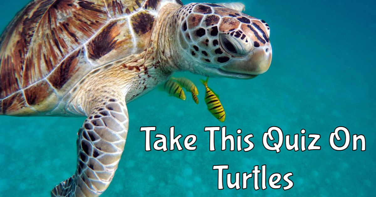 Take the free online Take This Quiz On Turtles Science quiz