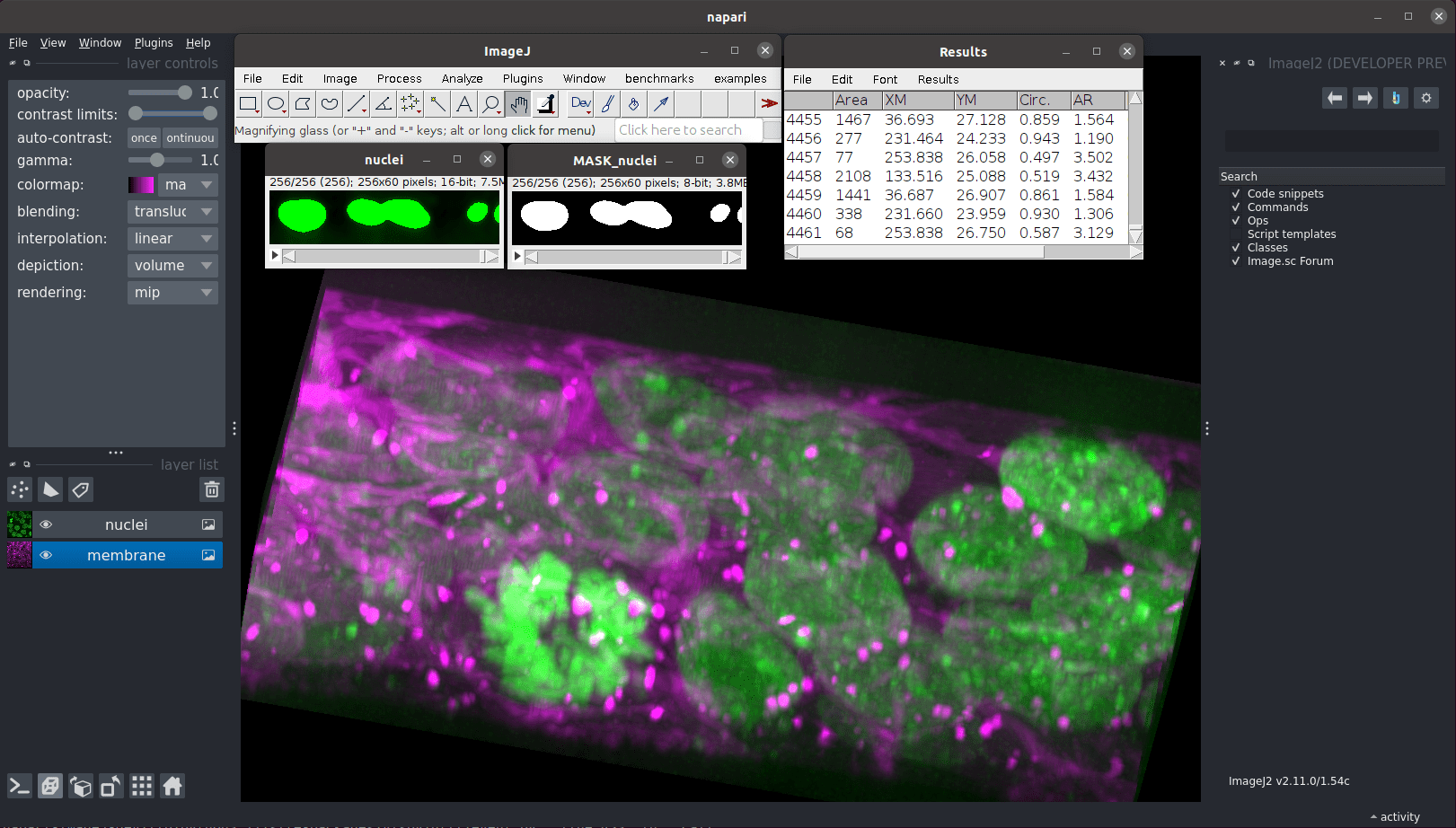 napariimagej ImageJ Ecosystem Access within napari — napariimagej