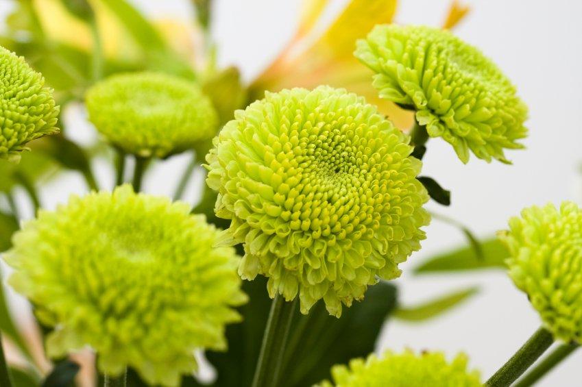The Ultimate Flower Guide to Green Flowers Interflora