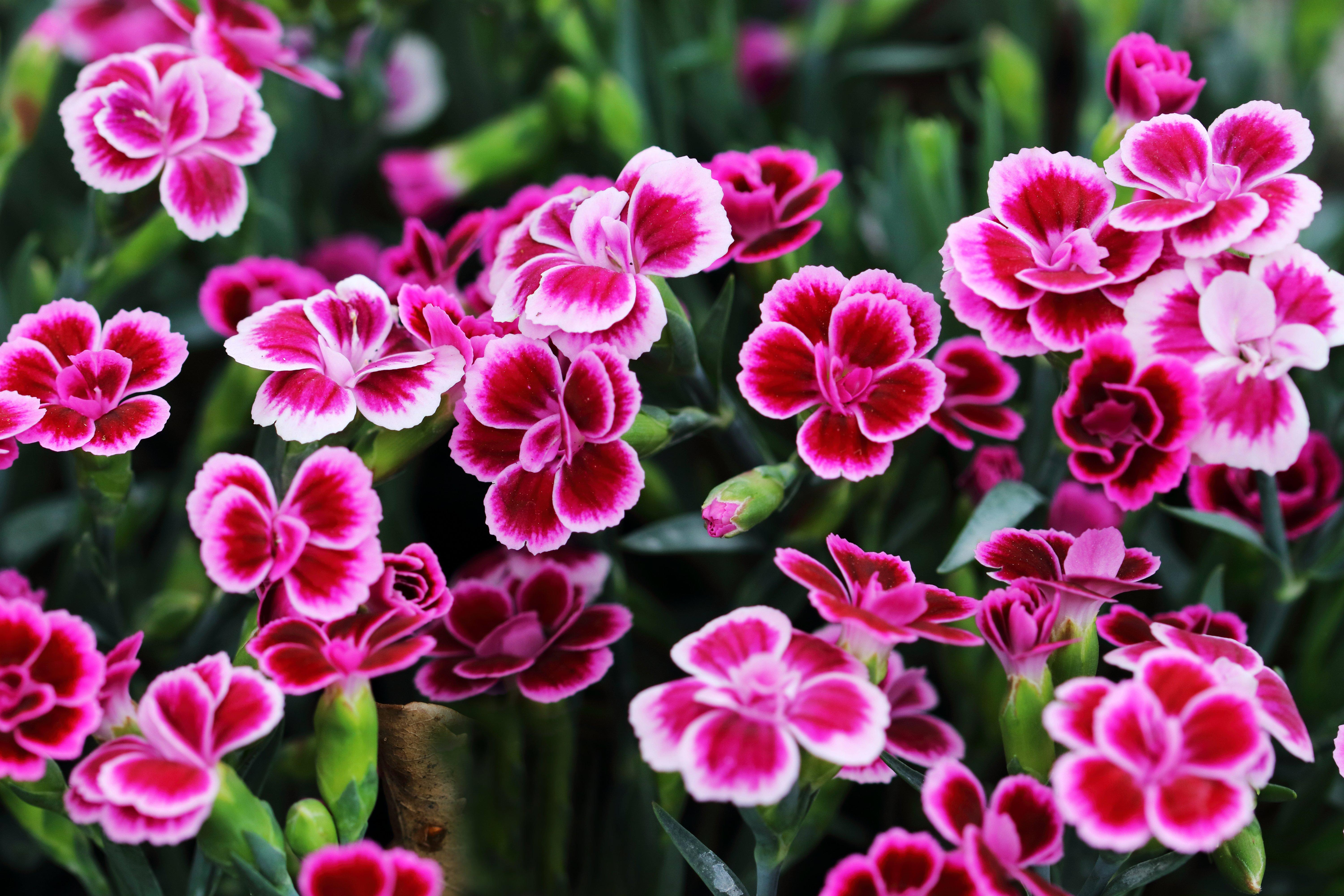 Our List of The Best Mother's Day Flowers Interflora