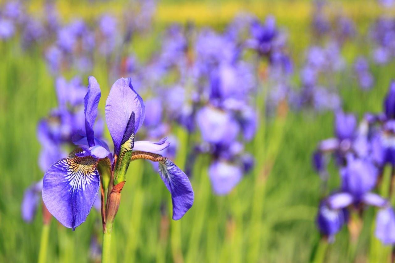 Iris Ultimate Guide. Facts, Types & Tips Interflora
