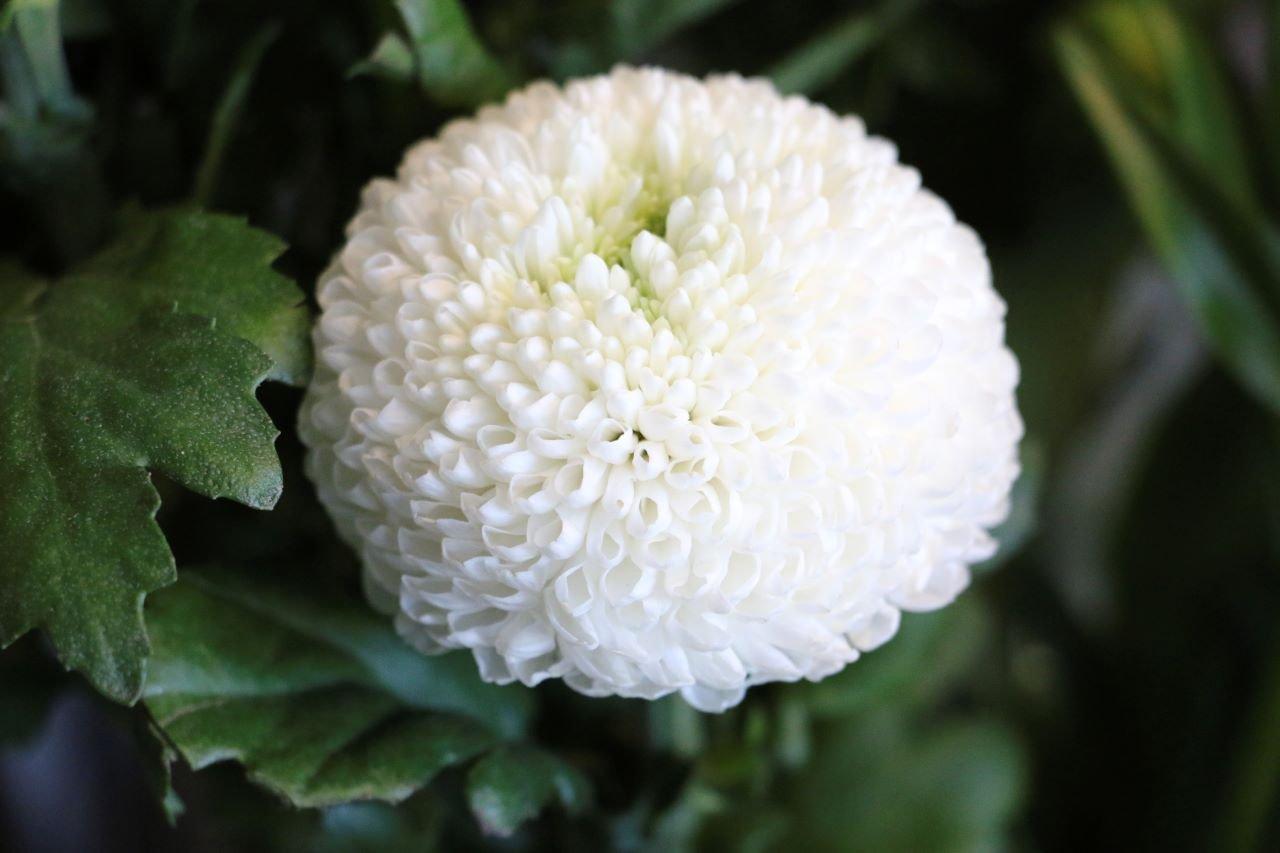Stunning White Chrysanthemum Flower Arrangements Elevate Your Home