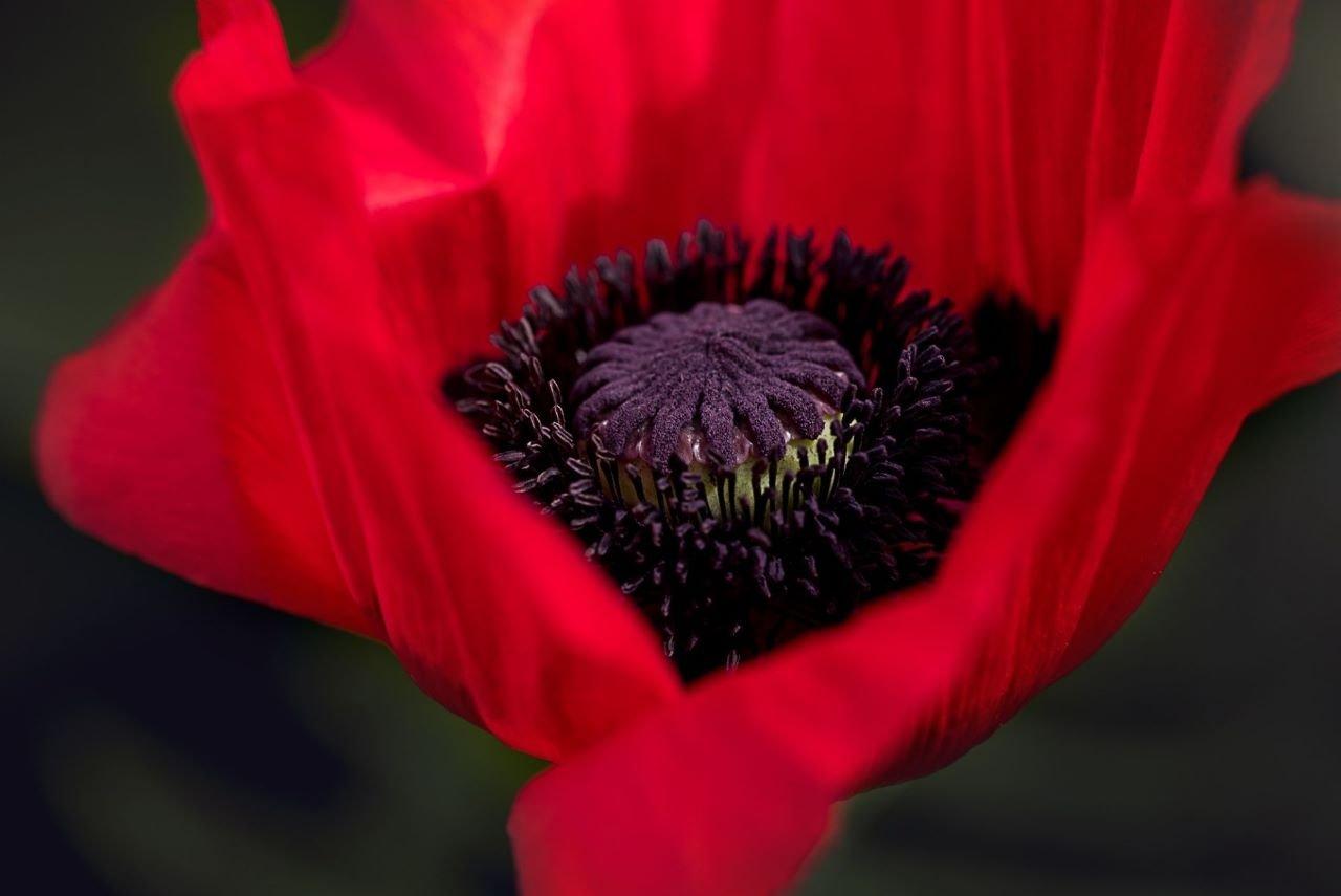 Why Poppies are Symbols for Remembrance Day Interflora