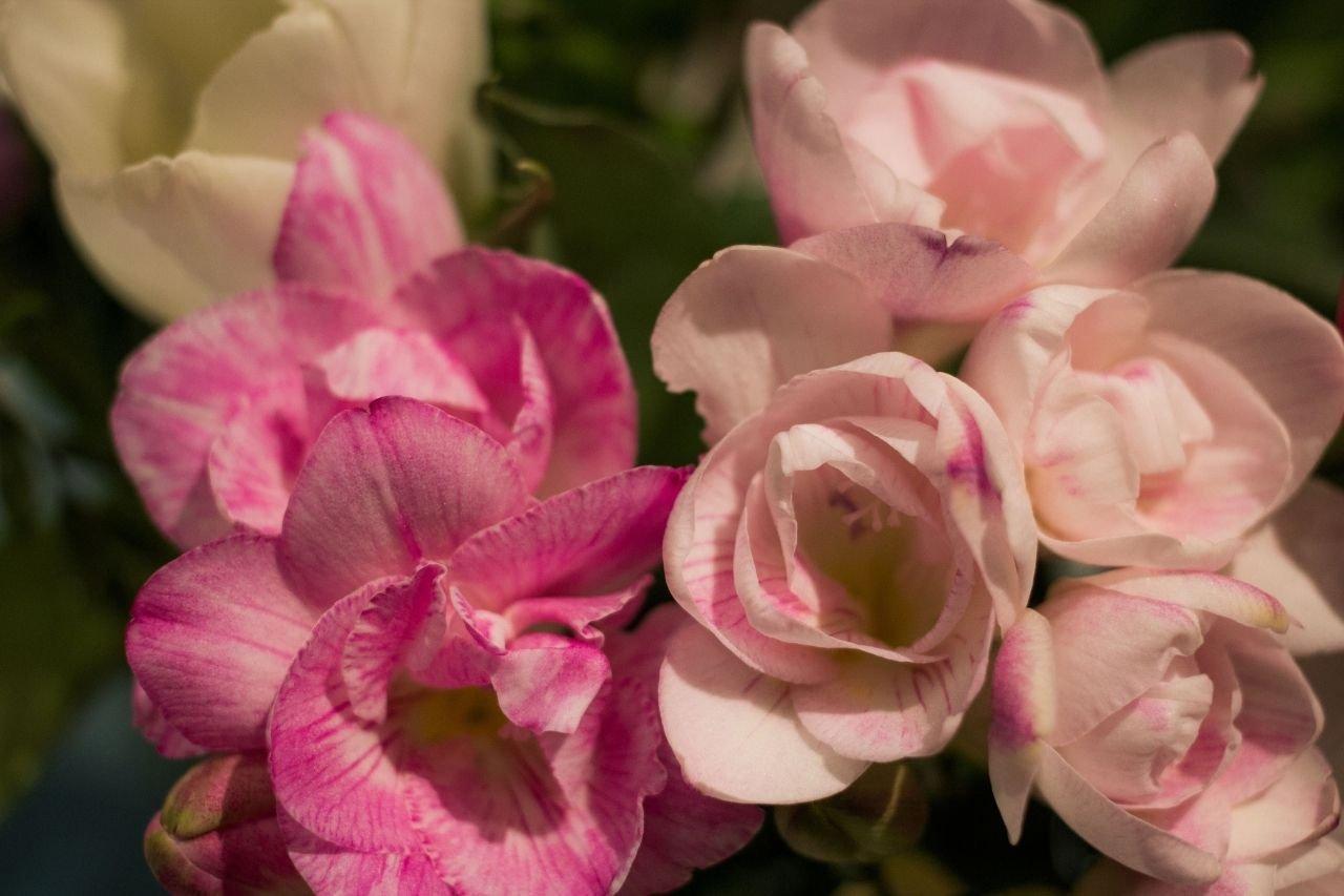 The Best Mother's Day Flowers Interflora