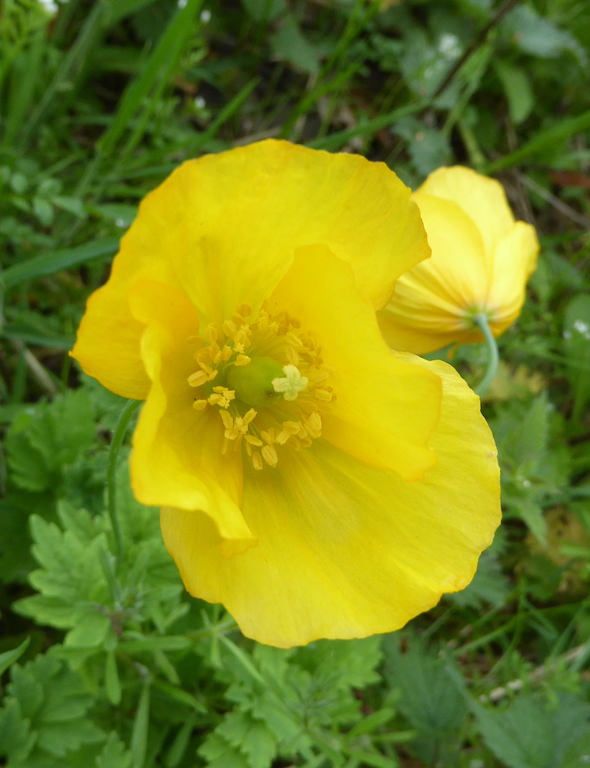 Poppy, Welsh Lockerbie Wildlife Trust (LWT)