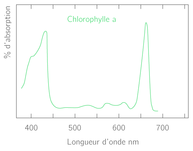Déterminer une longueur d'onde absorbée à partir d'une courbe spectrale 1S Exercice Physique