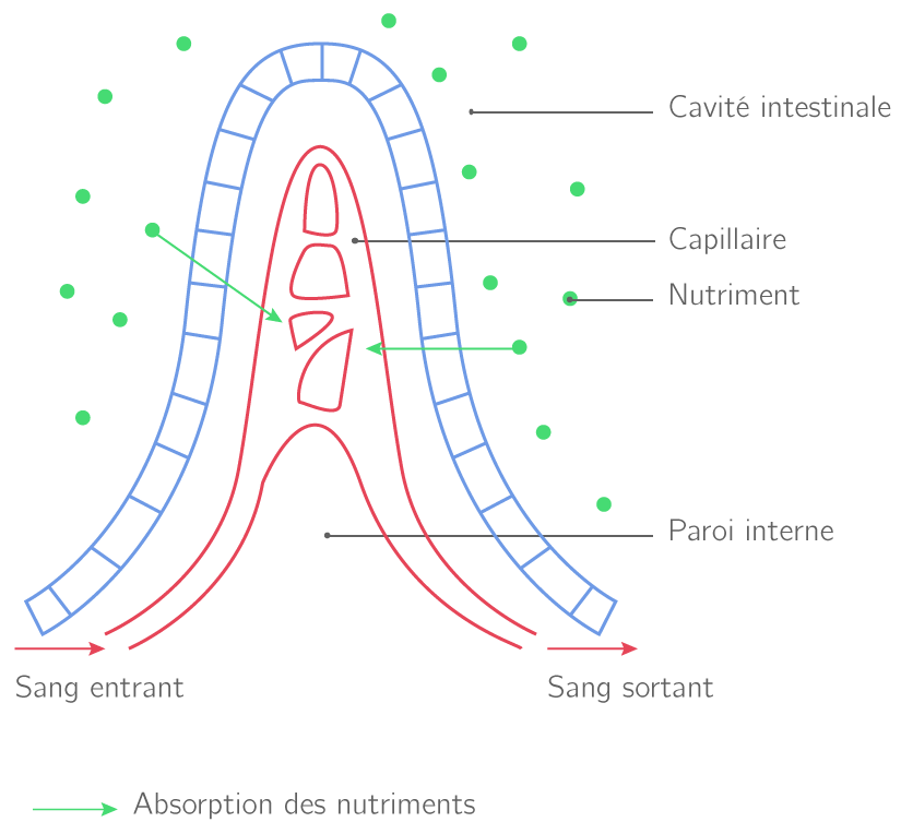 La digestion des aliments 5e Cours SVT Kartable