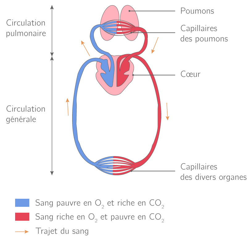 Kartable 2nde SVT Spécifique Exercices de