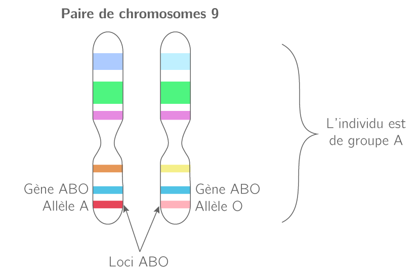 Les supports de l'information génétique 3e Cours SVT Kartable