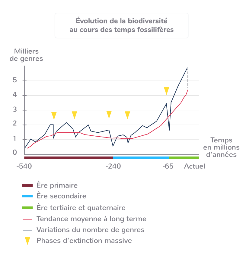 La biodiversité et ses changements au cours du temps 2nde Cours SVT
