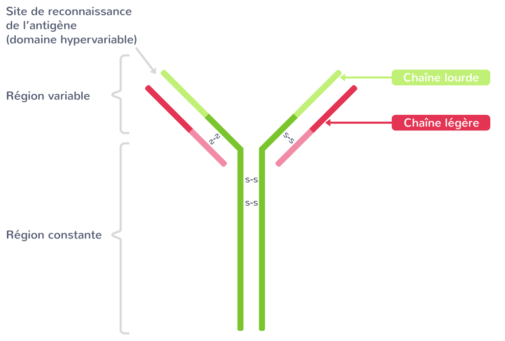L’immunité adaptative 1ère Cours SVT Kartable