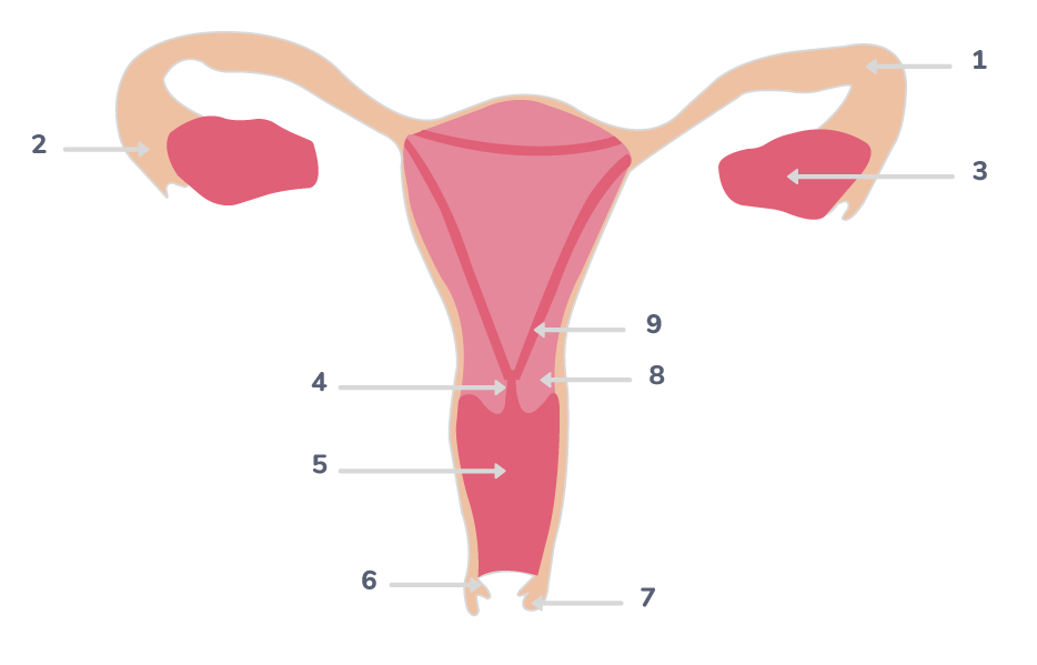 Légender un schéma d'appareil génital féminin 2nde Exercice de