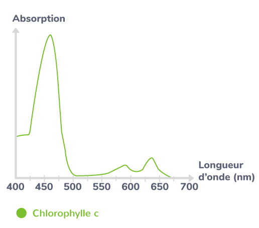 Étudier un spectre d’absorption photosynthétique d’un