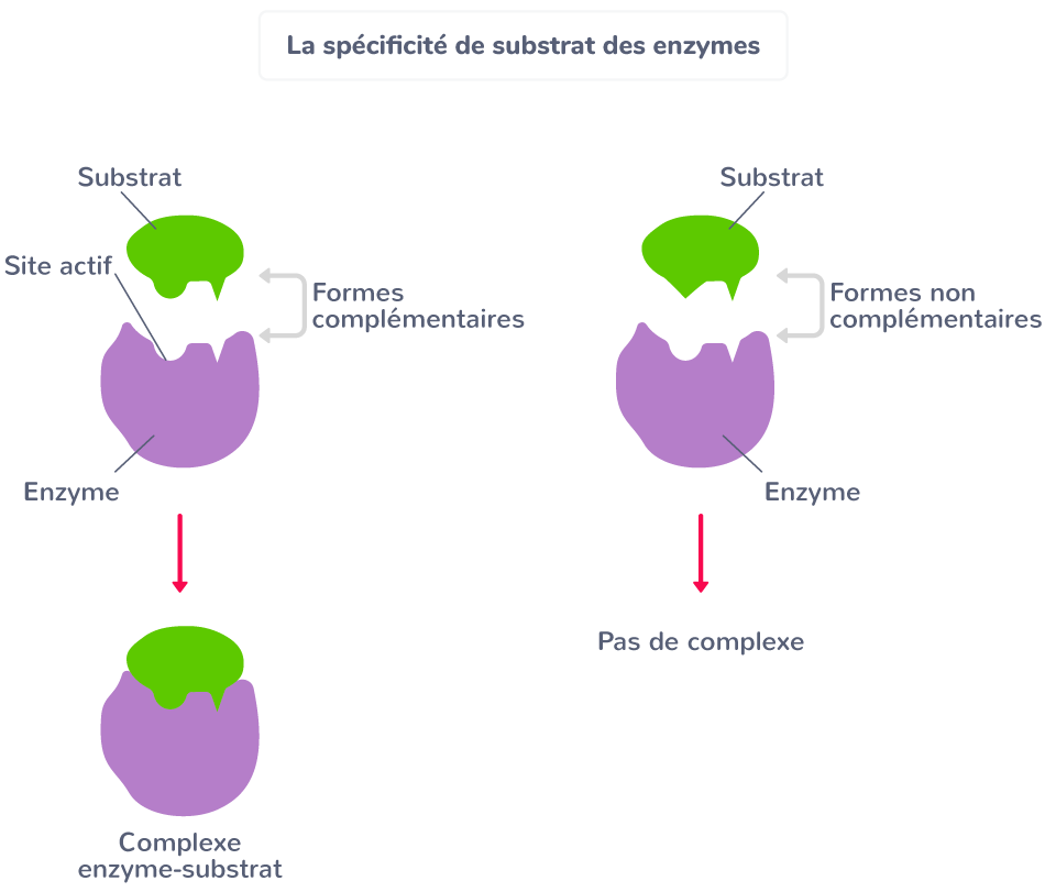 tp role des enzymes dans la digestion
