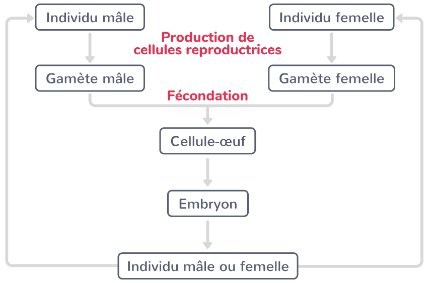 Établir un schéma bilan de la reproduction sexuée Tle Exercice de