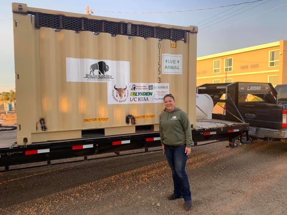 3 Yellowstone bison arrive at their new home near Old Harbor, Alaska