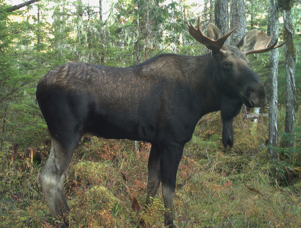 Central Southeast Alaska moose hunt sets new record