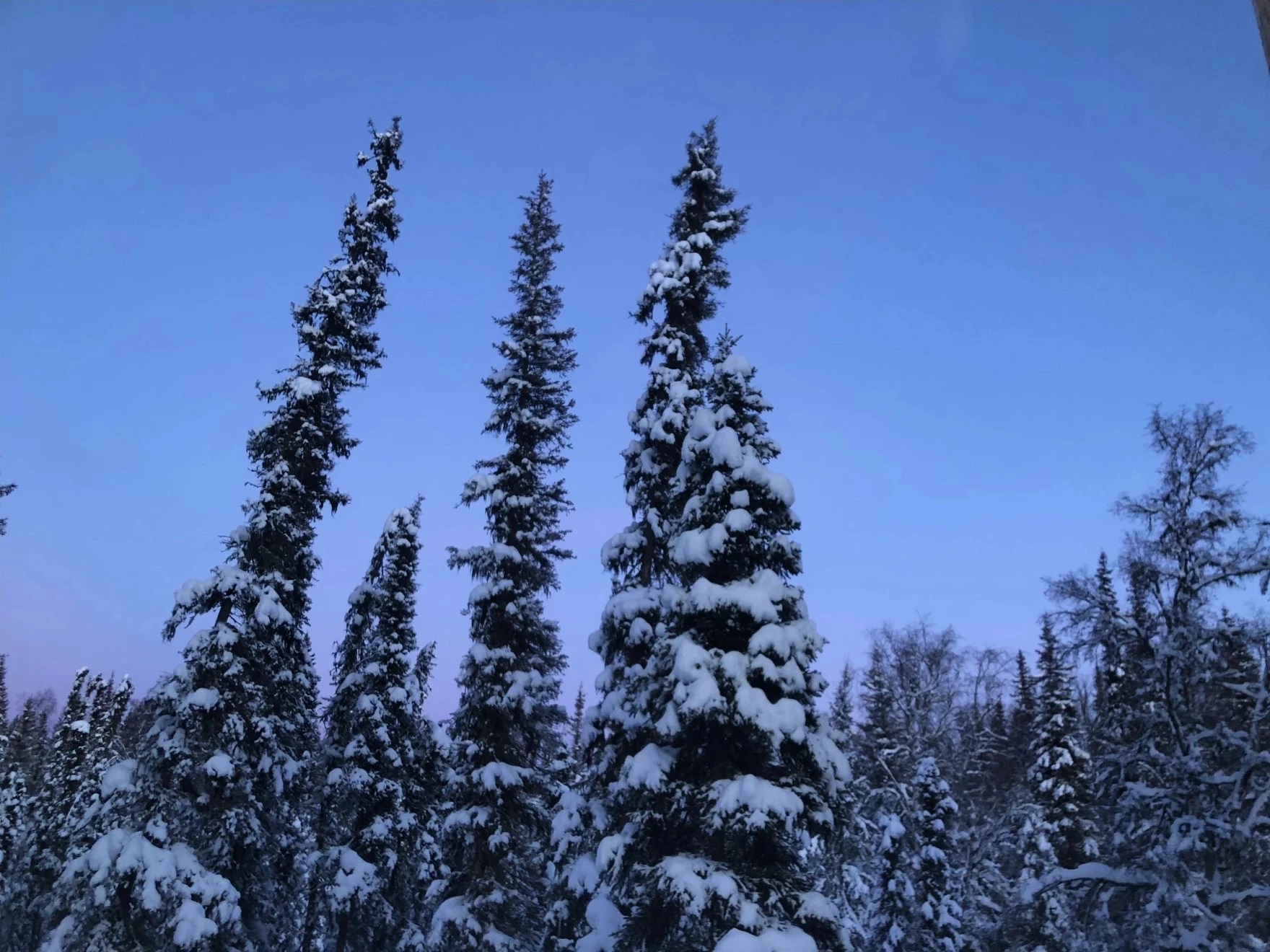 How to bring home your own Southeast Alaska Christmas tree