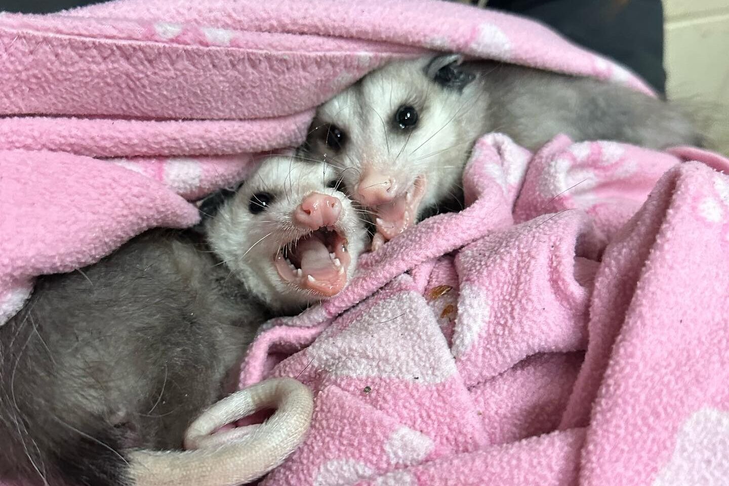 Baby Possums