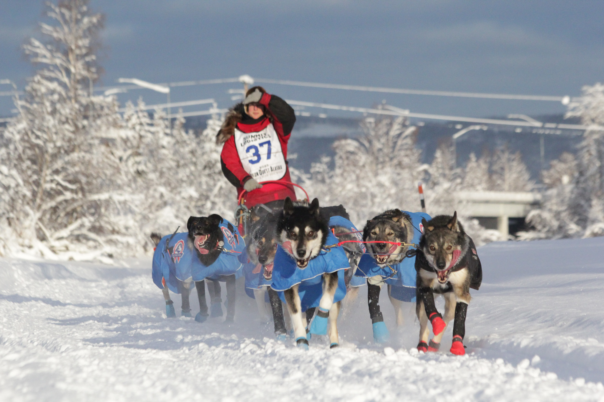 Yukon Quest Alaska to hold 300mile sled dog race as rift with Canada