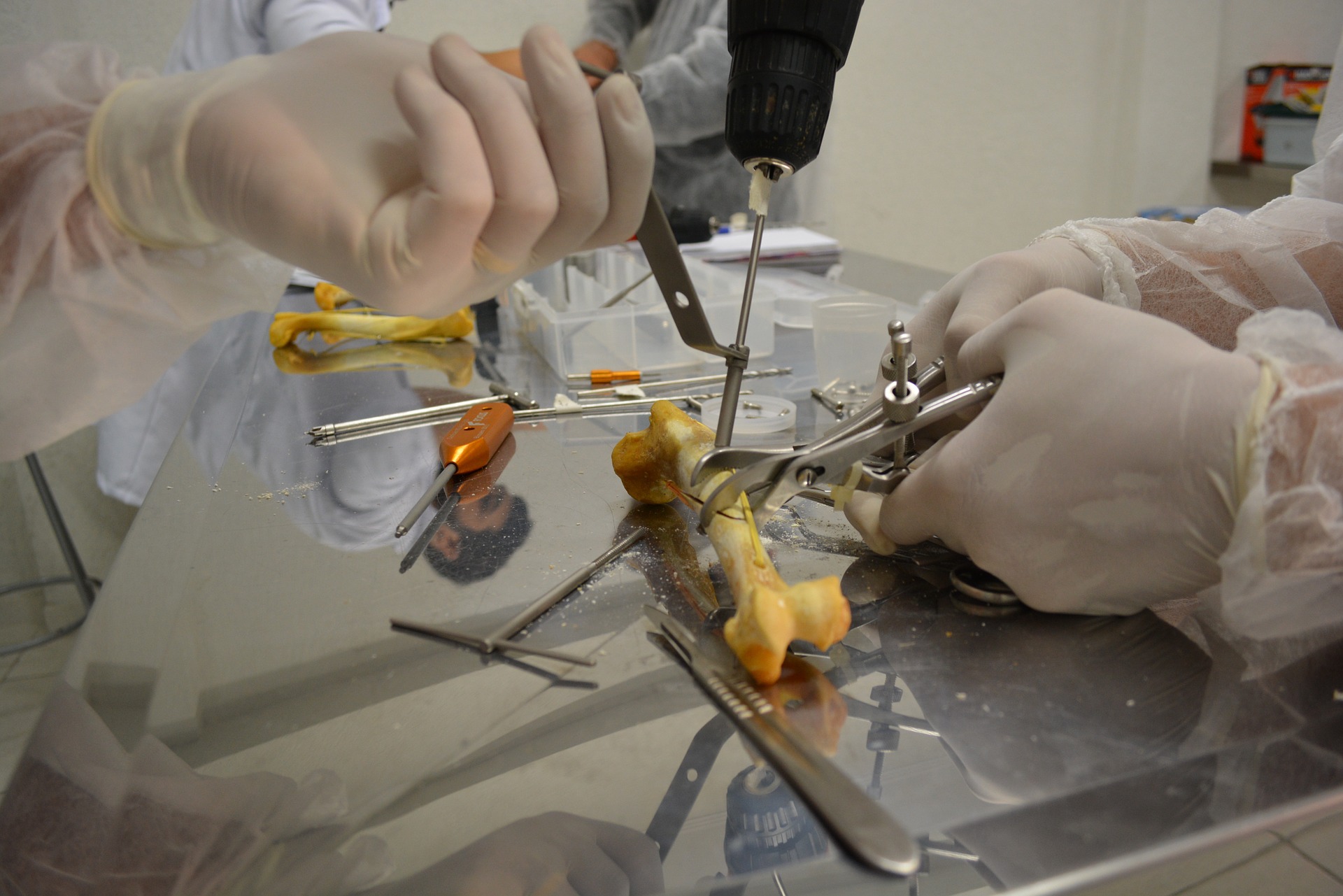 Curso de Ortopedia Veterinária Curso online de Ortopedia Veterinária