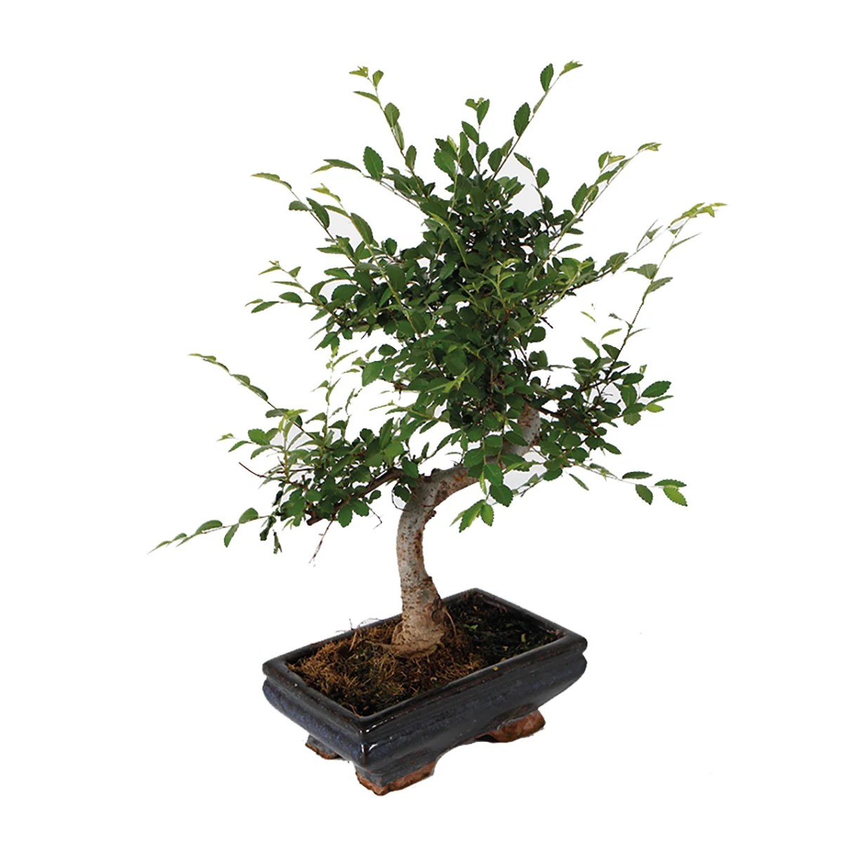 Bonsai Zelkova 20 cm Leroy Merlin