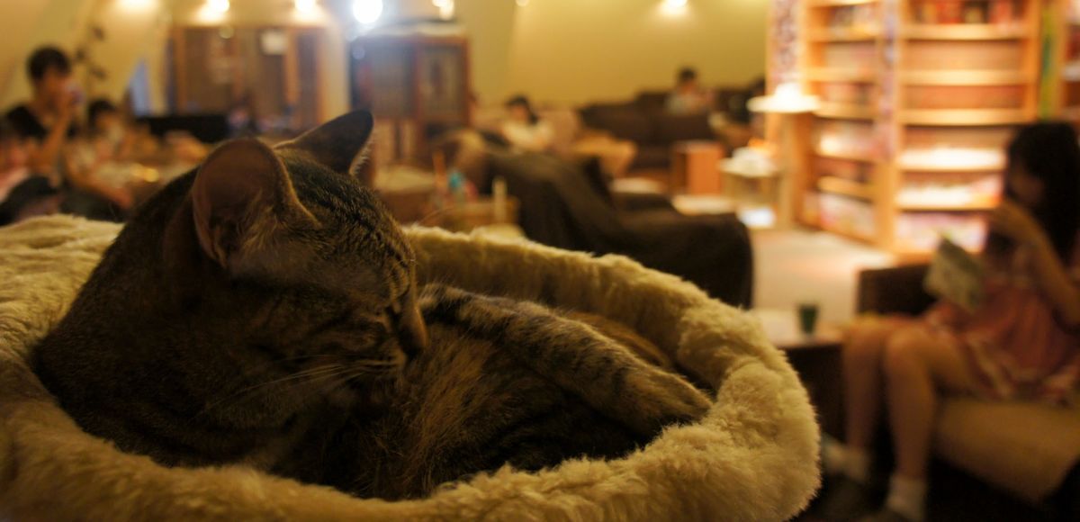 Cat Cafes around the world A Listly List