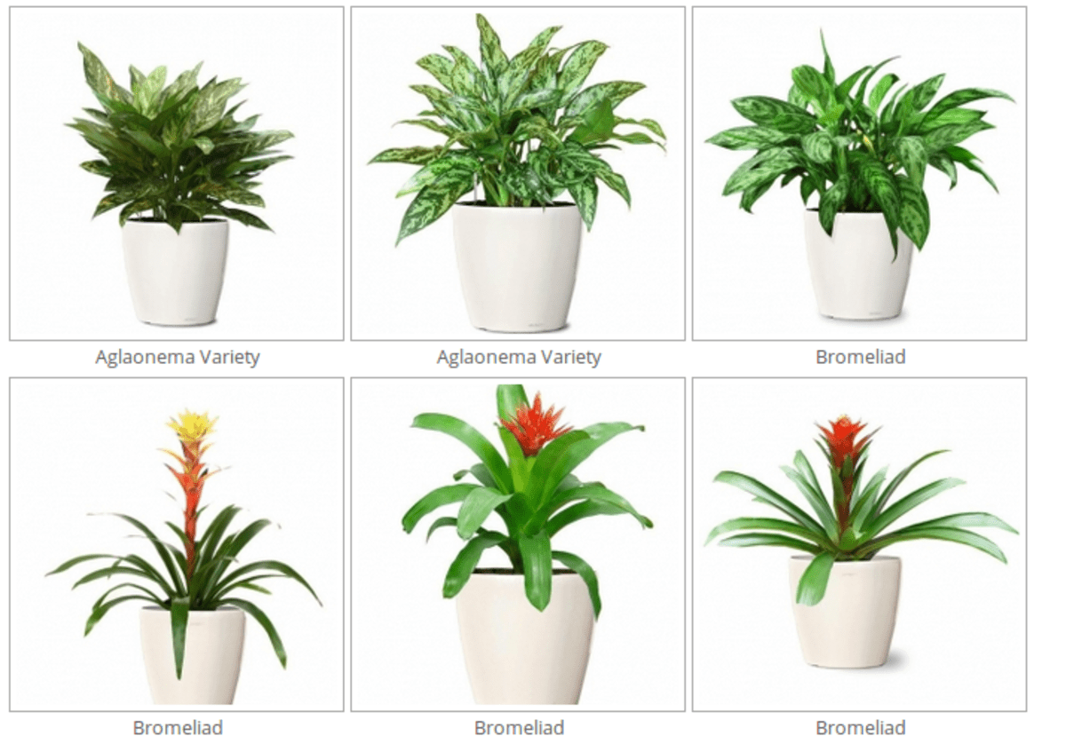 Indoor Plants Melbourne A Listly List