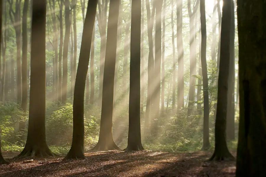 Cottages, Cabins, and Camping in Forks Washington