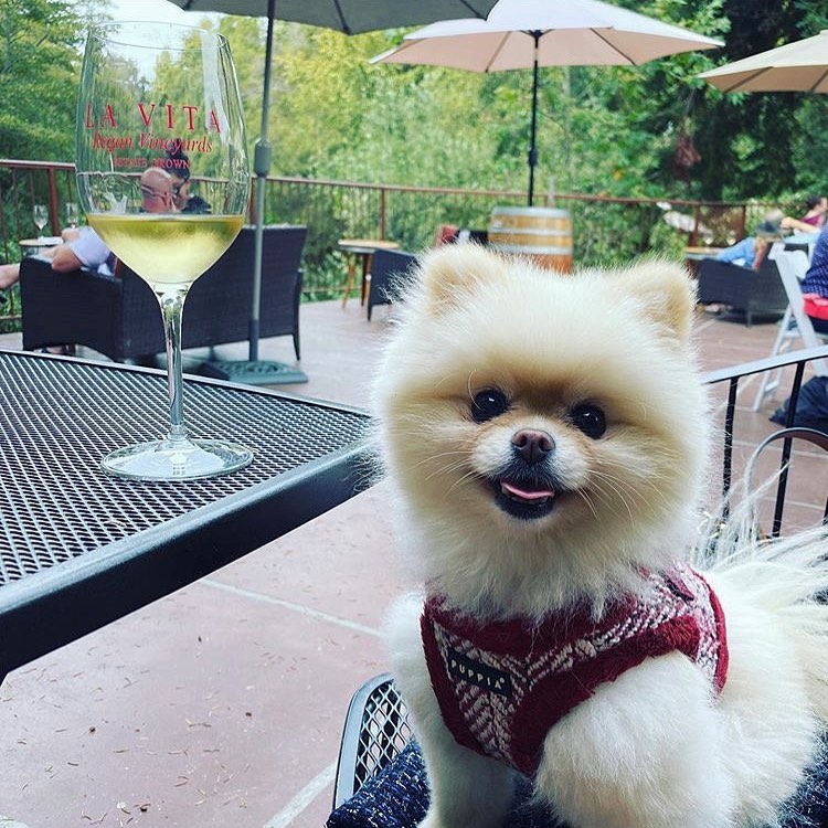 Bringing Your Pet to Santa Cruz Beachnest Vacation Rentals