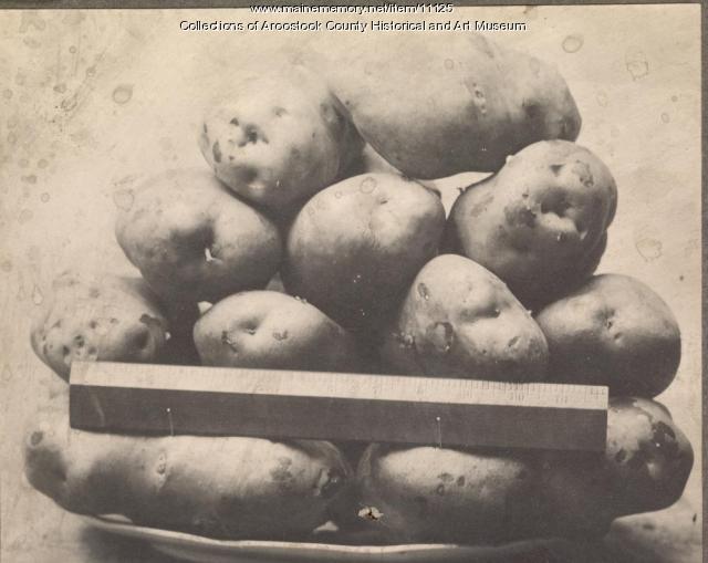 Aroostook County potatoes, 1909 Maine Memory Network