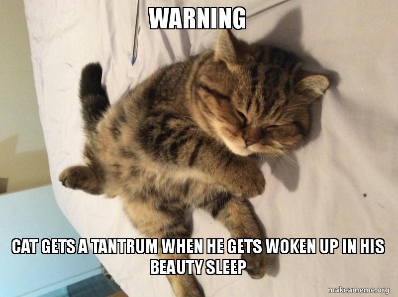 Warning Cat gets a tantrum when he gets woken up in his beauty sleep