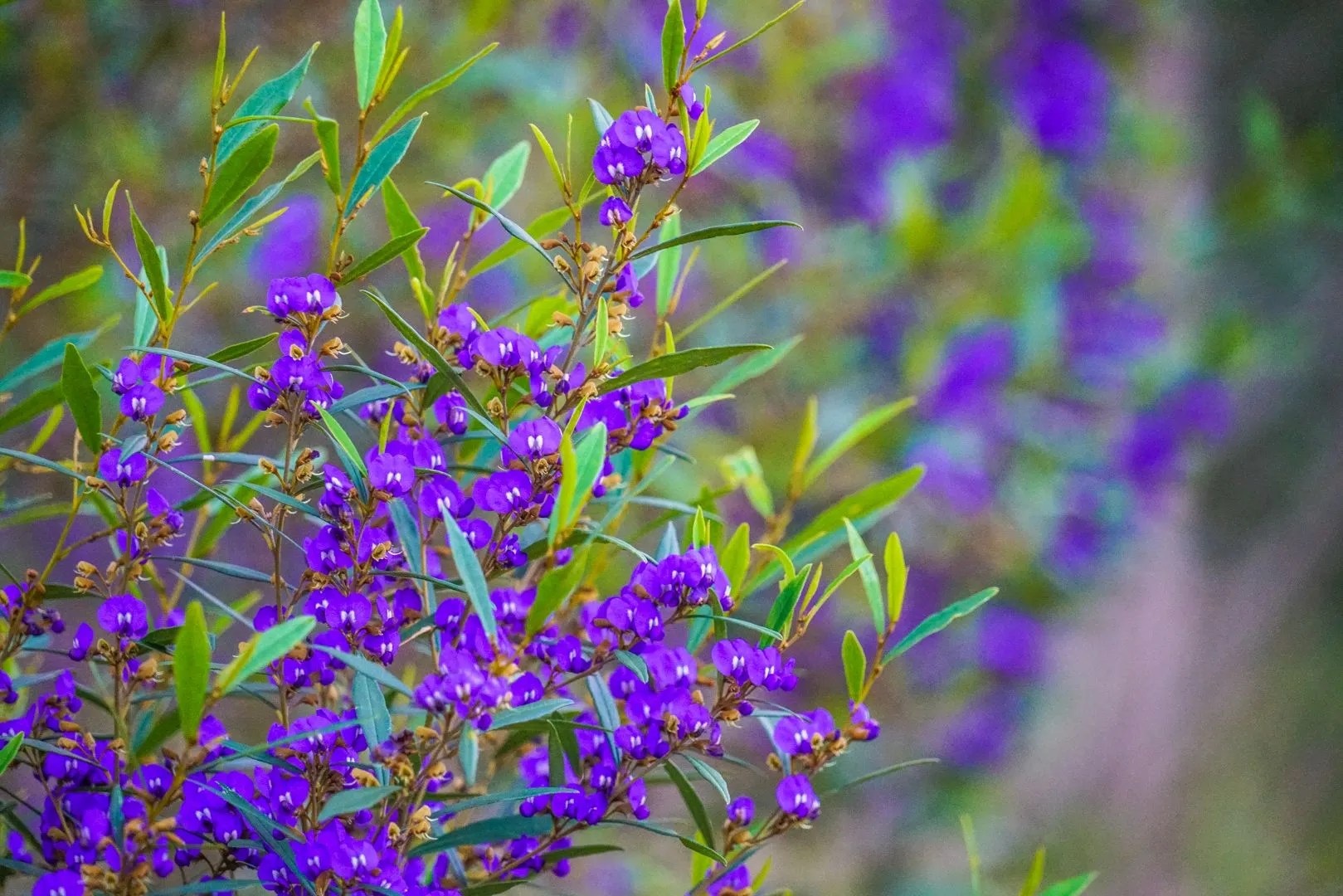Top 10 Wildflower Hotspots The Margaret River Region