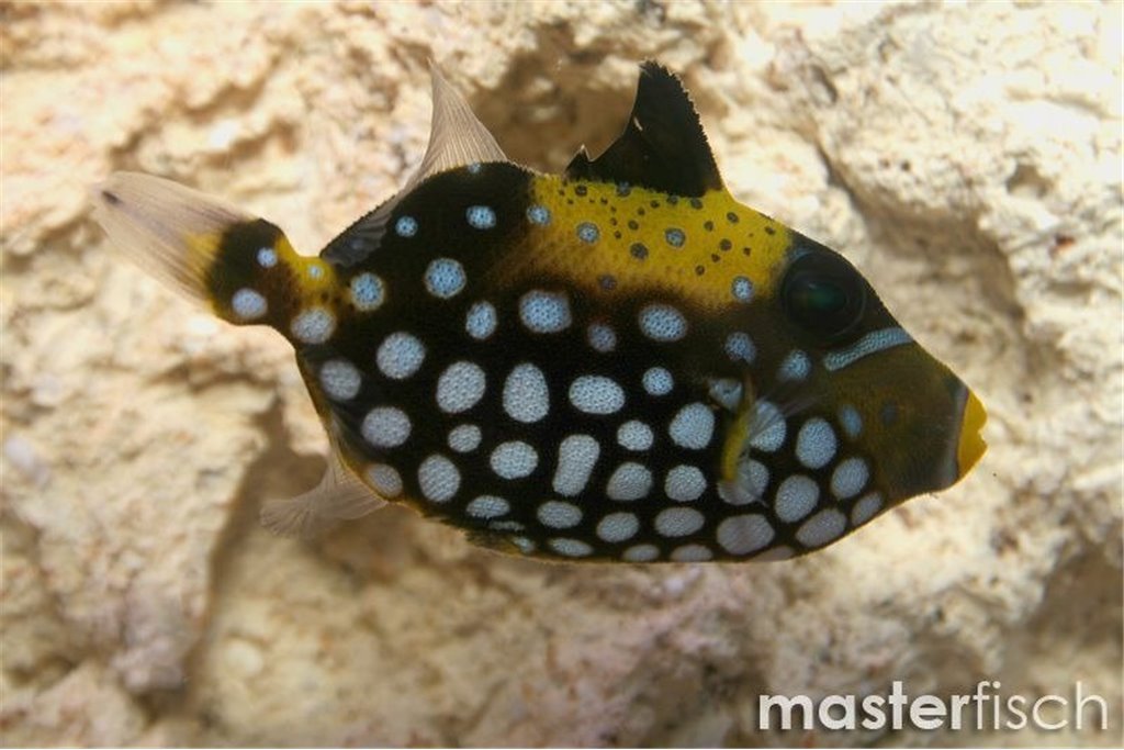 Clown Triggerfish Balistoides conspicillum MasterFisch