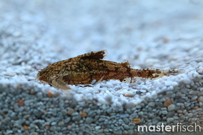 Asian Stone Catfish Hara jerdoni MasterFisch