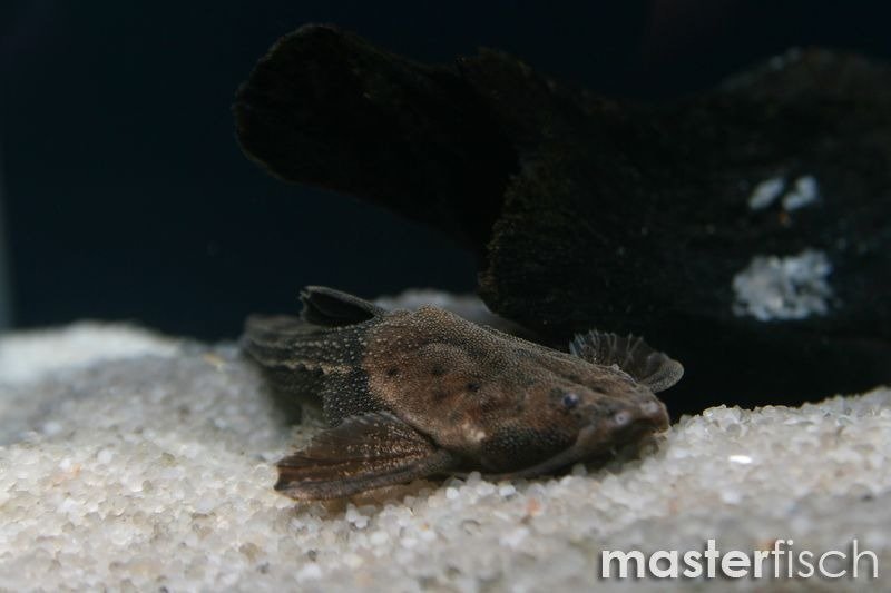 Banjo Catfish Bunocephalus coracoideus online shop