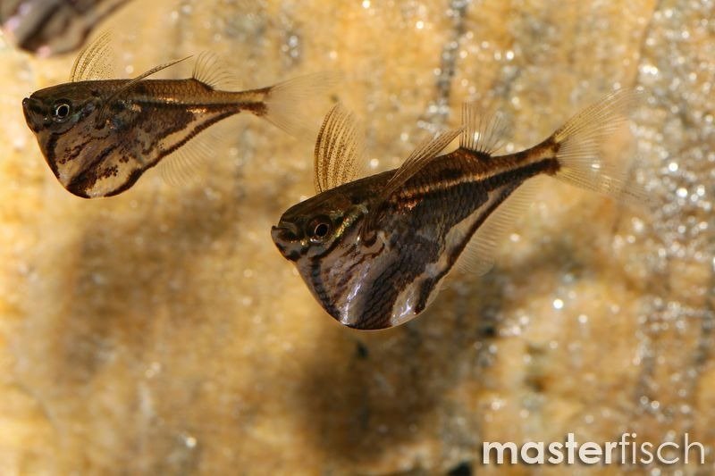 Marble Hatchet Fish Carnegiella strigata MasterFisch