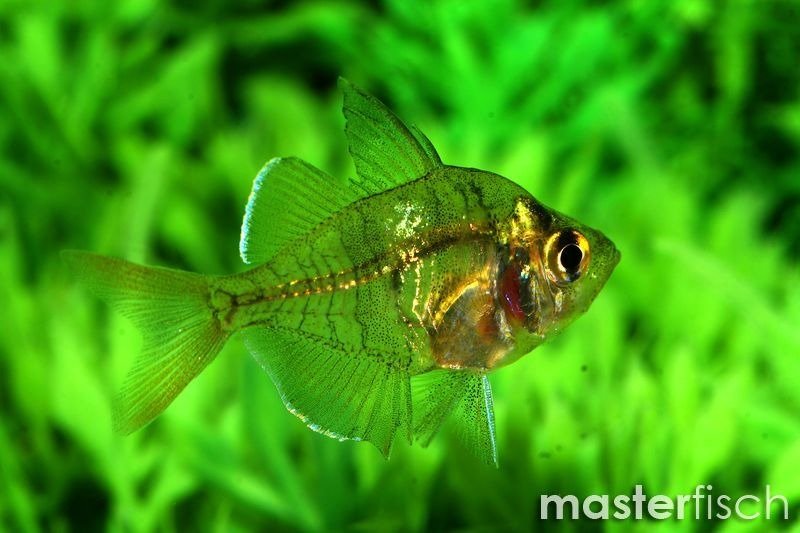 Indian glassy fish Chanda ranga MasterFisch