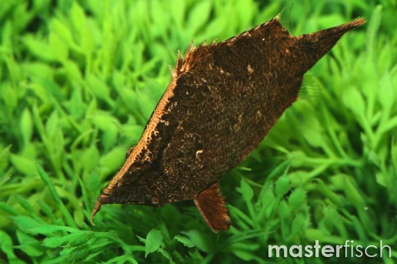Leaf Fish Monocirrhus polyacanthus online shop