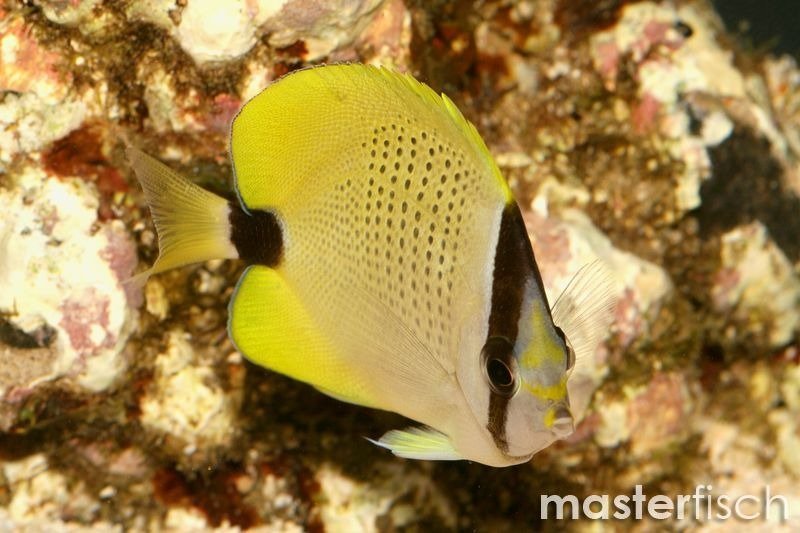 Millet butterflyfish Chaetodon Miliaris MasterFisch